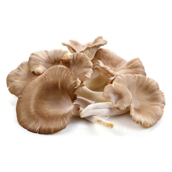 Ciuperci Pleurotus Romanesti (0.5 kg)